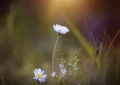 Blooming blur