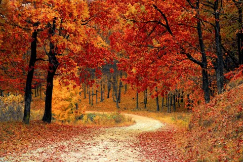 Colourful forest